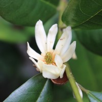 Magnoliaceae